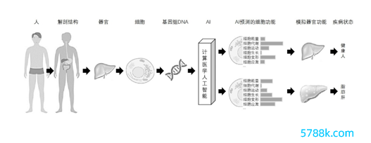 规画医学东谈主工智能旨趣。牛钢/绘画